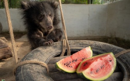 माँ खोने के दर्द से मुस्कान तक: भालू शावक 'जेनी' को वाइल्डलाइफ एसओएस में मिला नया जीवन
