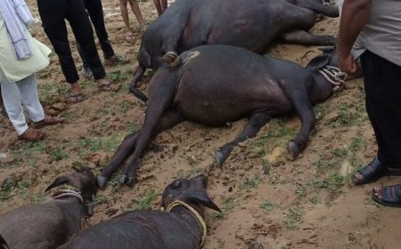 सांधन गांव में कहर: आकाशीय बिजली से पांच भैंसों व एक गाय की मौत, गरीबों पर टूटा दुखों का पहाड़