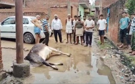 आगरा के बाह में रास्ते पर भरे पानी में करंट दौड़ रहा था, गाय की मौत, किसान बाल-बाल बचा