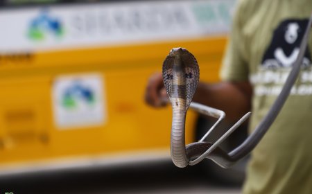 बारिश संग सांप भी आएः क्यों हो रहे हैं इंसानी बस्तियों में दाखिल? जानिए कारण और बचाव के उपाय