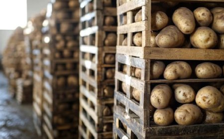 आगरा में अंतर्राष्ट्रीय आलू केंद्र को केंद्रीय कैबिनेट की मंजूरीः आलू उत्पादकों के लिए एक नई उम्मीद 