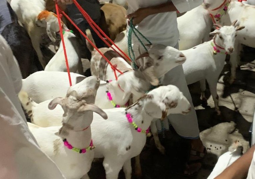 बकरीद पर बरेली में बकरा बाजार में नया ट्रेंड: अब ईएमआई पर भी मिल रहे हैं बकरे