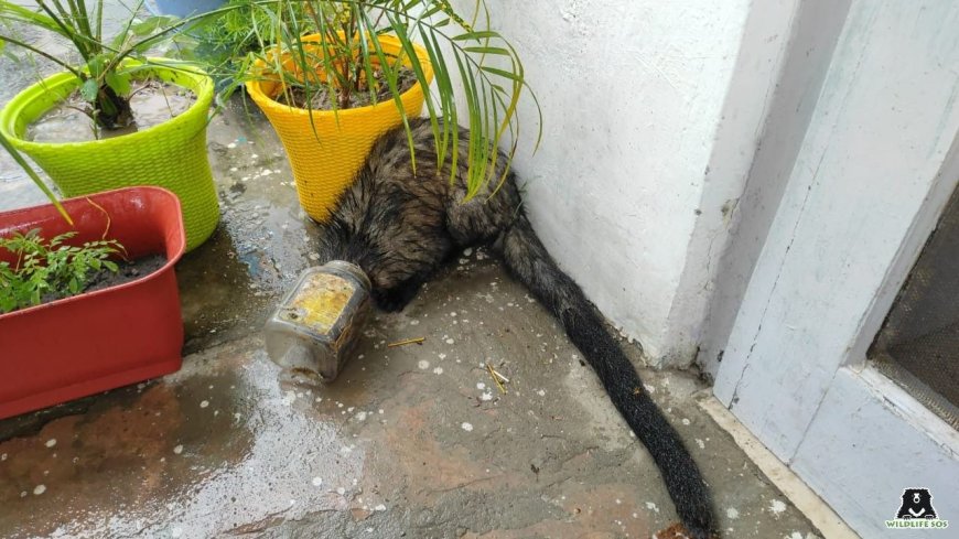 प्लास्टिक का जाल, मासूम जानों पर कहरः विश्व पर्यावरण दिवस पर वाइल्डलाइफ एसओएस की मार्मिक अपील