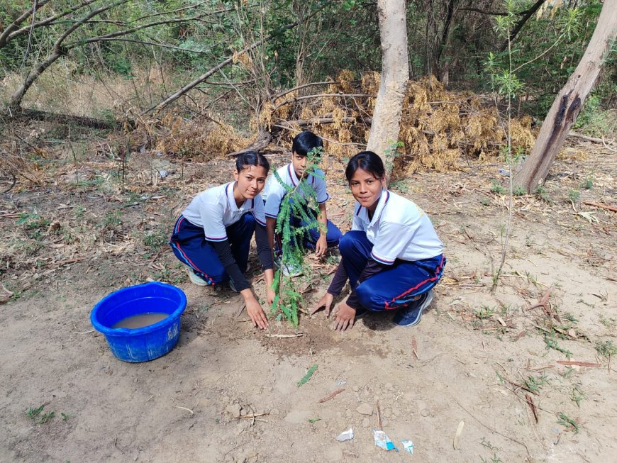 पौधारोपण का पर्यावरणीय सच: क्या गड्ढा खोदकर तुरंत पौधा लगाना उचित है?