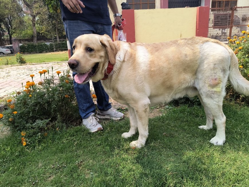 भारत में पहली बार कुत्ते का स्वदेशी हिप ट्रांसप्लांट सफल: आईवीआरआई बरेली की ऐतिहासिक उपलब्धि