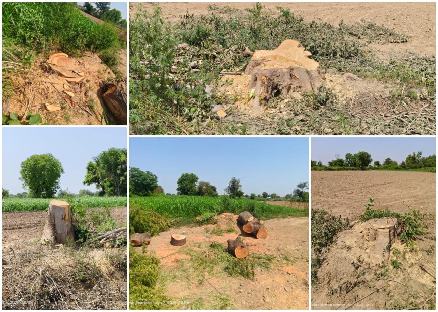 आगरा में नहीं थम रहा हरित कत्लेआम: सुप्रीम कोर्ट के आदेशों की उड़ रही धज्जियां, संरक्षण क्षेत्र बना कटान ज़ोन