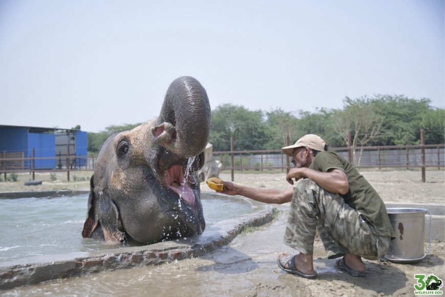 भीषण गर्मी में राहत: वाइल्डलाइफ एसओएस ने हाथियों और भालुओं के लिए शुरू किए कूलिंग प्रोटोकॉल