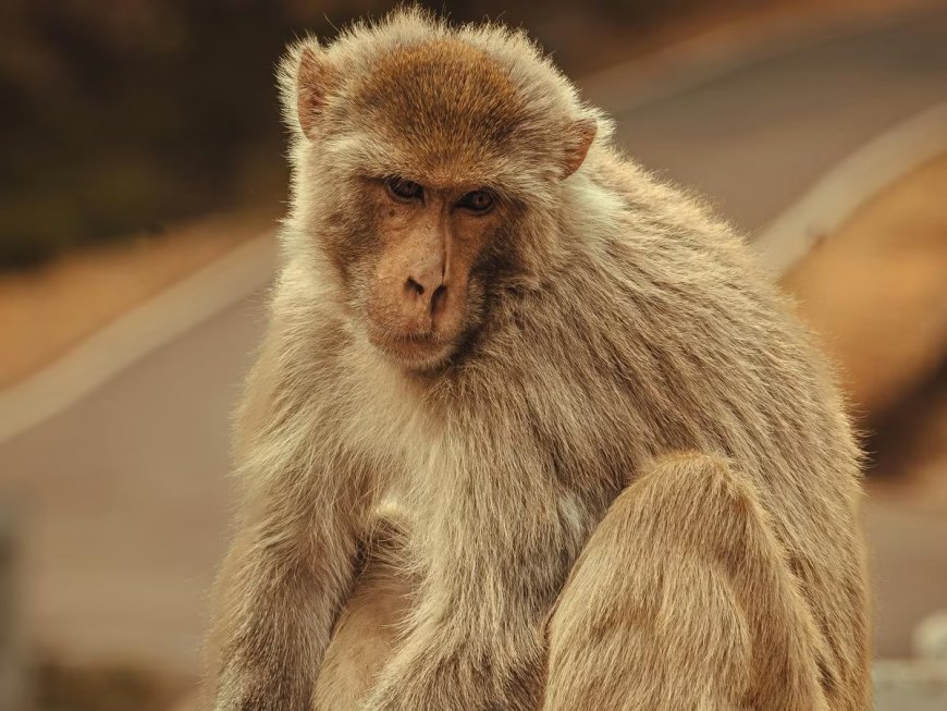 बरेली की चावल मंडी में मृत पांच बंदरों की हड्डियां टूटी हुई मिलीं, शहर में भारी गुस्सा