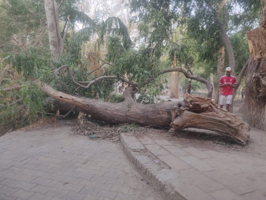 पालीवाल पार्क में लापरवाही: आंधी में गिरे पेड़ से ट्रैक हफ्तों से बंद, घूमने वालों को हो रही परेशानी