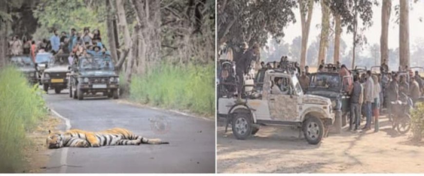 पीटीआर की रोमांचक सफारी के लिए उमड़ी भीड़, बाघों की झलक ने बढ़ाया उत्साह