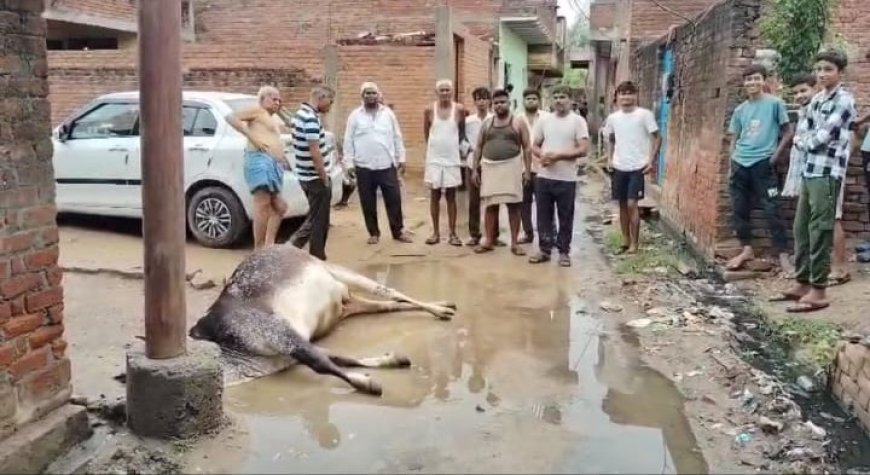 आगरा के बाह में रास्ते पर भरे पानी में करंट दौड़ रहा था, गाय की मौत, किसान बाल-बाल बचा
