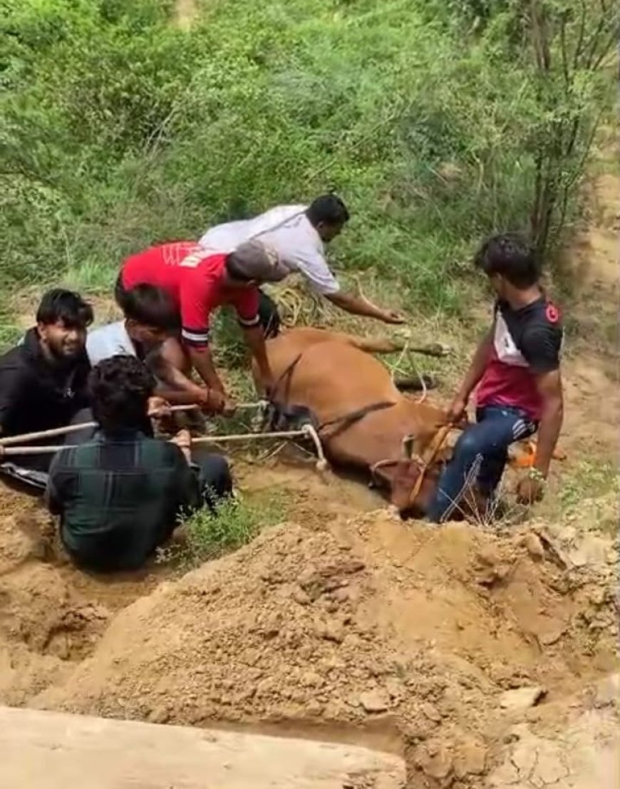 आगरा में चंबल के बीहड़ में तेंदुए का कहर: गाय पर हमला, चरवाहों ने खदेड़कर बचाई जान