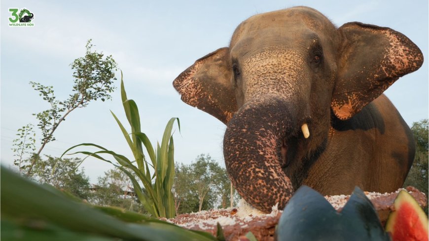 भीख मांगने वाली हथिनी जारा बनी स्वतंत्रता की मिसाल, मथुरा में पूरे किए पांच साल