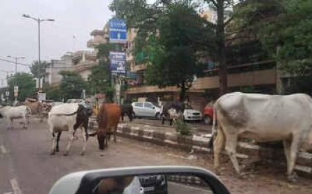 शहर या जंगल? आगरा-मथुरा की सड़कों पर मंडराता मौत का साया, आवारा जानवरों का अराजक राज