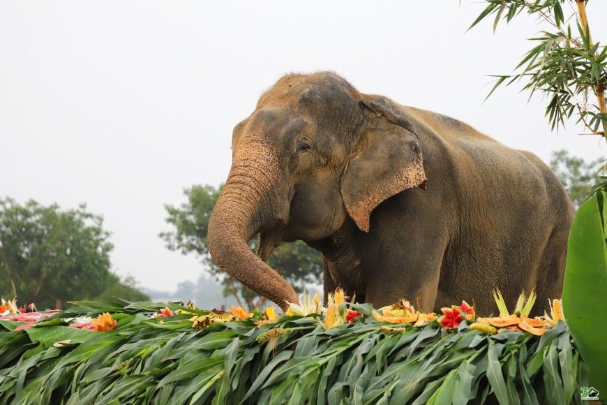 जो हाथी कभी रोया था: राजू ने आज़ादी के 11 साल पूरे कर रच दिया करुणा और साहस का इतिहास