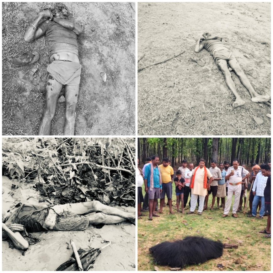 सीधी में भालू का खूनी तांडव: तीन ग्रामीणों की मौत, चार घायल, लोगों ने भालू को भी मार गिराया