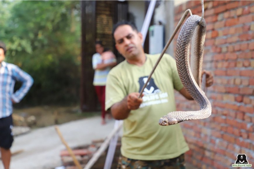 विश्व सर्प दिवस: आगरा में अब तक 100 सांपों का रेस्क्यू, बारिश में छिपे खतरे से न डरें, समझें  और सहयोग करें