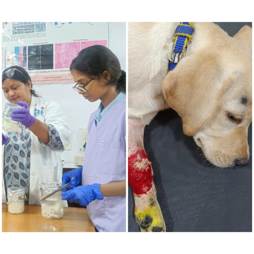 बिना प्लेट-रॉड जानवरों की हड्डी जोड़ने की दिशा में बड़ी सफलता, इंसानों पर भी जल्द होगा प्रयोग