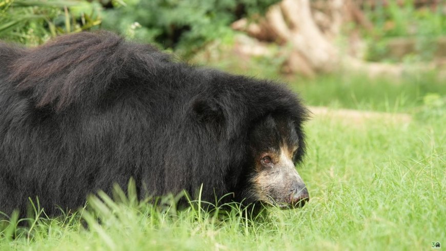 झूले पर झपकी और आइस पॉप का मजा: भालू 'जैस्मीन' ने पूरे किए स्वतंत्रता के 22 साल!