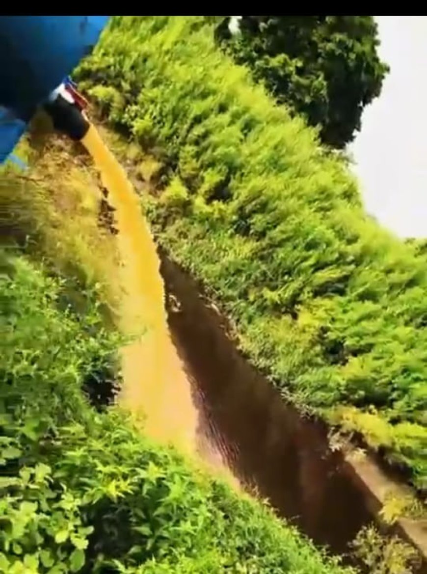 खड़वाई में ज़हर बनकर बह रही नहर, सॉस फैक्टरी का रसायनयुक्त पानी बन रहा किसानों की तबाही का कारण