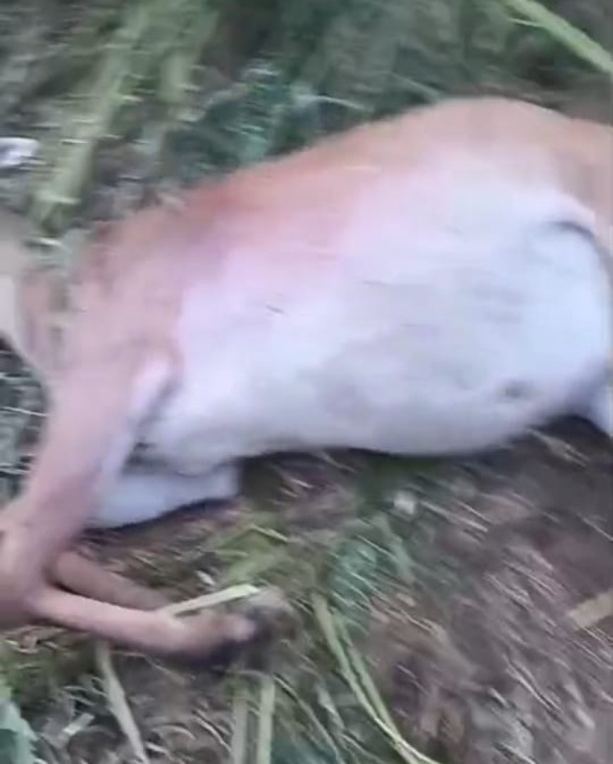 नीलगाय की हत्या का मामलाः सब कुछ शीशे की तरह साफ होने के बावजूद पुलिस क्यों सॊफ्ट बनी रही