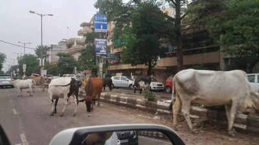 शहर या जंगल? आगरा-मथुरा की सड़कों पर मंडराता मौत का साया, आवारा जानवरों का अराजक राज