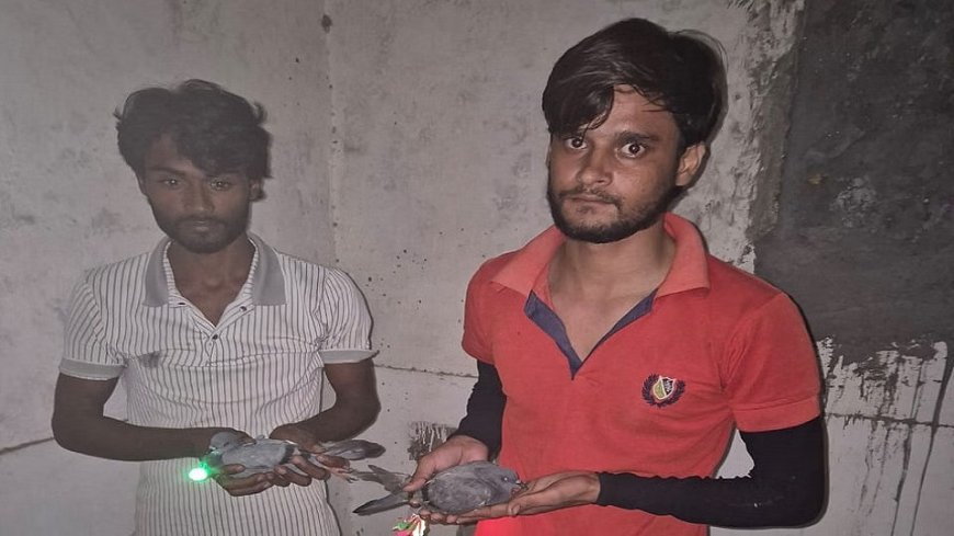 ड्रोन की दहशत और शरारत की हदः लाल-हरी लाइट बांधकर रात में कबूतर उड़ाते थे सोहेल और शाकिब