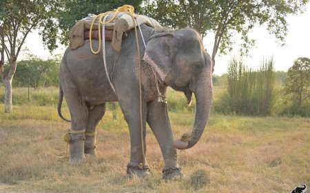 2030 तक खत्म होंगी भीख मांगते हाथियों की बेड़ियां, विश्व हाथी दिवस पर वाइल्डलाइफ एसओएस का संकल्प