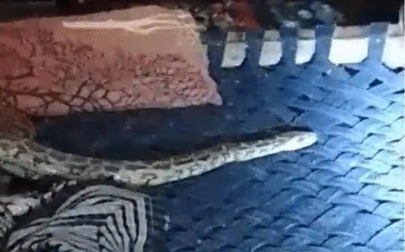 युवक अजगर के साथ सोता रहा, ग्रामीणों ने रेस्क्यू कर जंगल में छोड़ा 