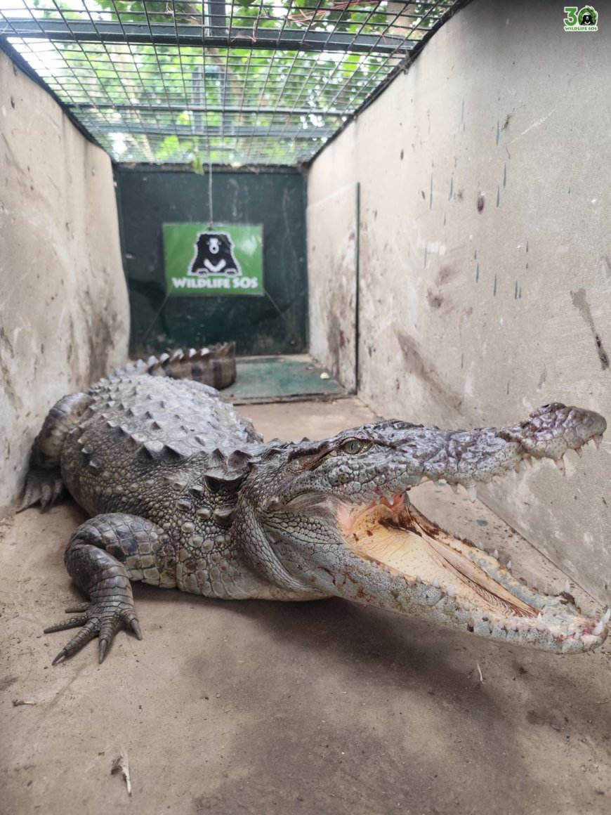 तालाब में घुसा पांच फुट का मगरमच्छ, एटा के मरथरा गांव में मचा हड़कंप