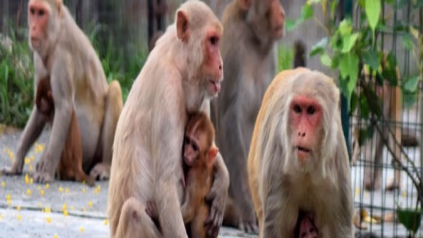 कैस्ट्रेशन से ही थम पाएगा आगरा में कुत्तों और बंदरों का आतंक: नसबंदी तो है घोटाले की जननी