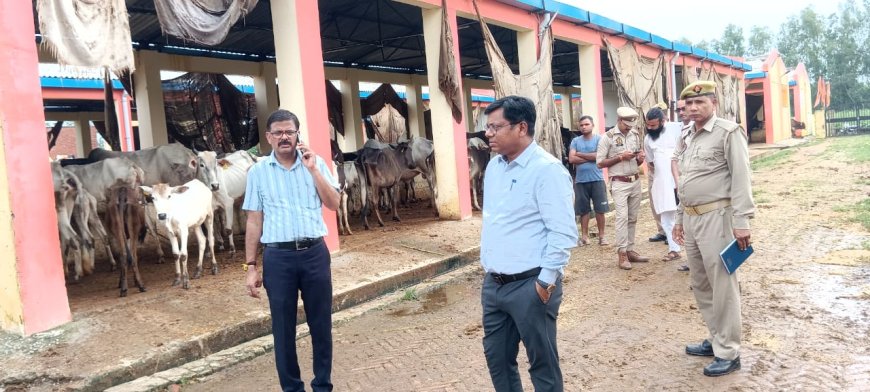 बरेली की भोजीपुरा गौशाला में भूख-प्यास के कारण पांच गायों की मौत, अधिकारियों ने की जांच