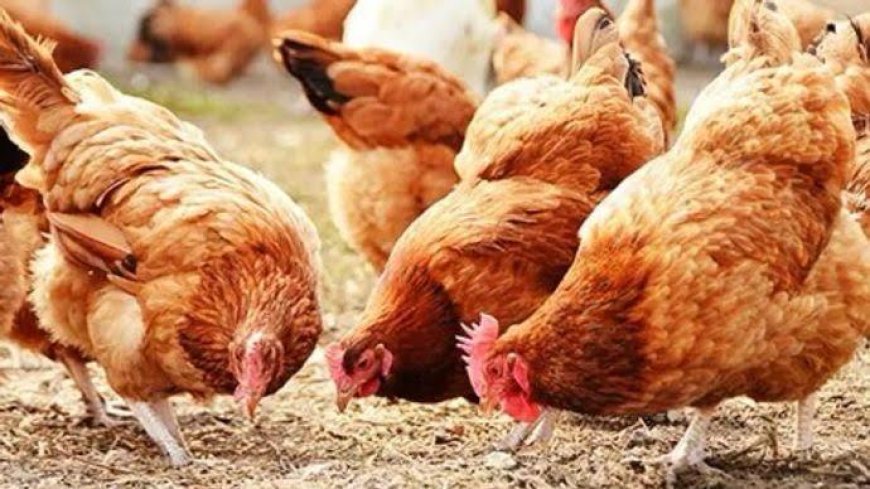 रामपुर में बर्ड फ्लू फैलने पर सख्त कदम: 21 दिन तक चिकन कॉर्नर बंद, अंडे-मुर्गे की बिक्री पर रोक