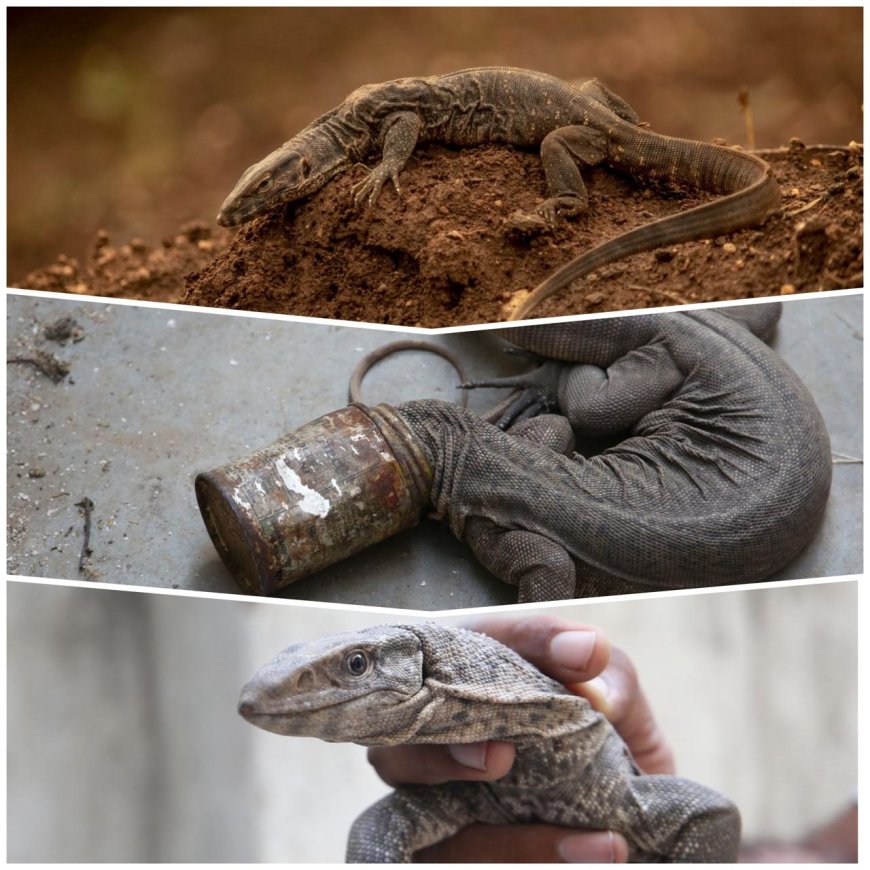 वर्ल्ड लिज़र्ड डे: आगरा में छह माह में 50 मॉनिटर लिज़र्ड सुरक्षित, सह-अस्तित्व का संदेश