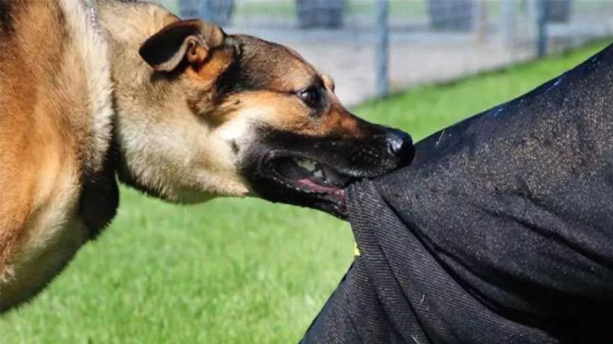 आगराः आवारा कुत्तों के आतंक से जयपुर हाउस कॉलोनी के लोग घरों से निकलने में भी डरते हैं