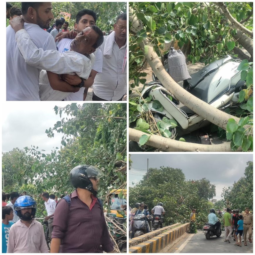 आगरा में लोहामंडी थाने के सामने पीपल का विशाल पेड़ गिरा, कई लोग घायल, सड़क अवरुद्ध