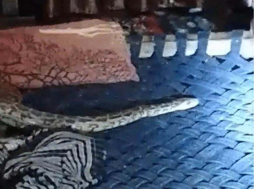 युवक अजगर के साथ सोता रहा, ग्रामीणों ने रेस्क्यू कर जंगल में छोड़ा 