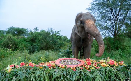 दोस्ती, देखभाल और नई जिंदगी की अनोखी दास्तान,  हथिनी आर्या ने मनाई आजादी की पांचवीं वर्षगांठ