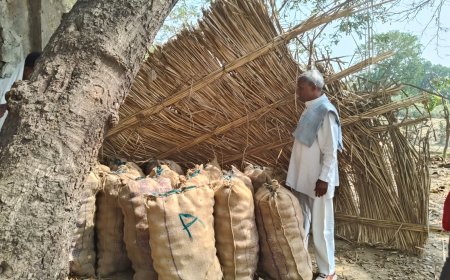आगरा आलू सीड घोटाले का पर्दाफाश, जांच में उपनिदेशक दोषी मिले