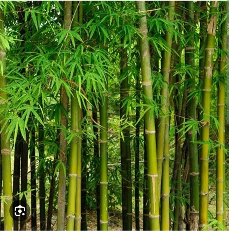 बांस बना किसानों की आय और उद्यमिता का आधार, रुहेलखंड विवि कर रहा दुर्लभ प्रजातियों का संरक्षण