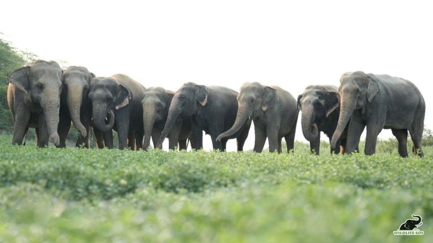 कल है हाथी प्रशंसा दिवसः जंगल के इंजीनियर और प्रकृति के सच्चे रक्षक हैं हमारे हाथी