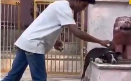 जुनून में बना हैवानः आगरा में युवक ने कुत्ते के सिर पर फोड़ा बम, सोशल मीडिया पर मचा हंगामा