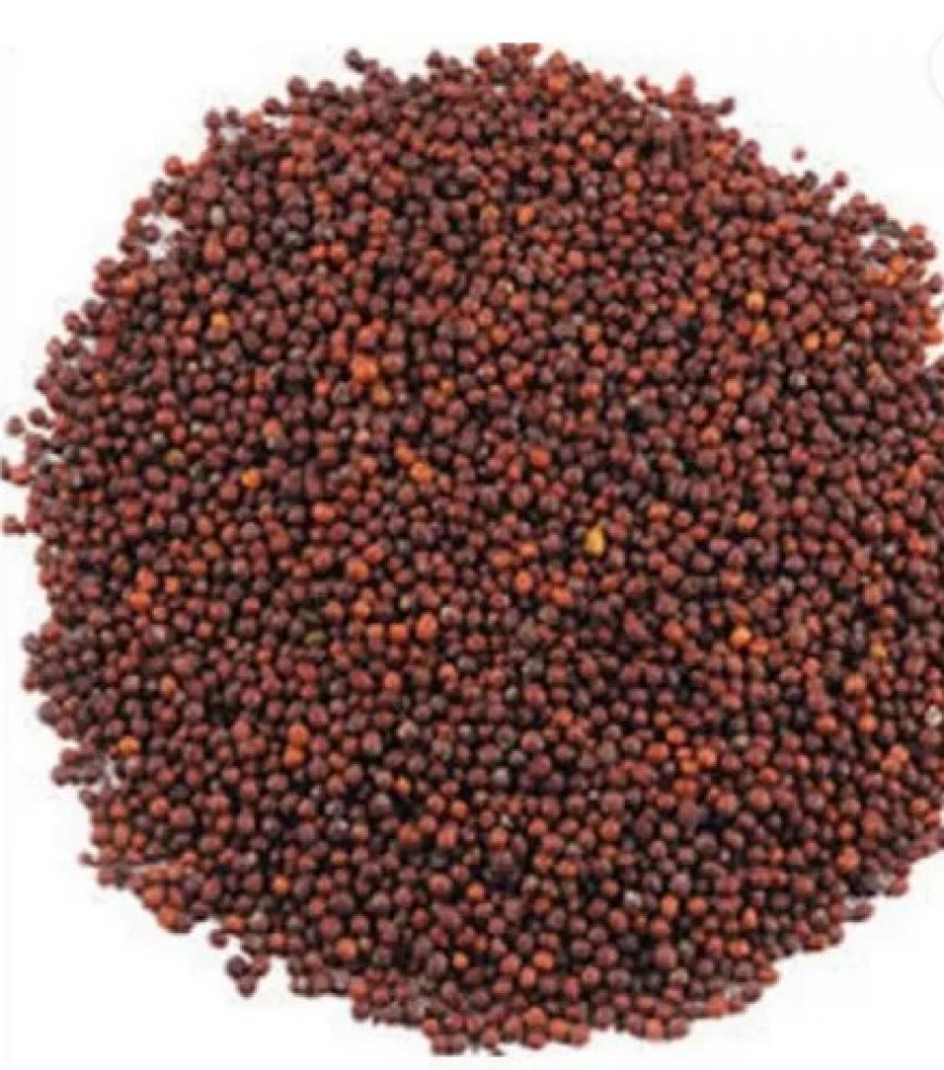 आगरा के 25 हजार किसानों को मिलेगा निःशुल्क पूसा सरसों-32 मिनीकिट, पंजीकरण करा लें