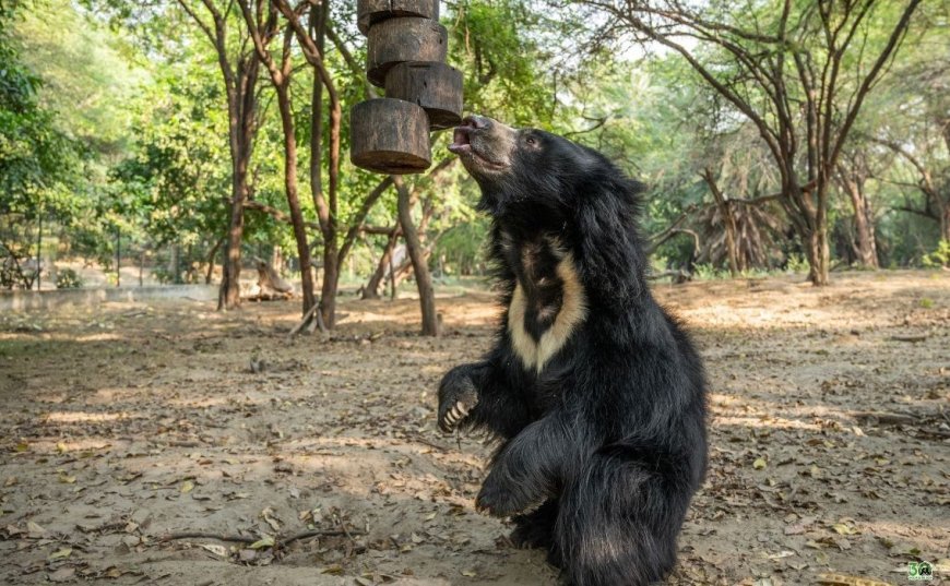 विश्व स्लॉथ भालू दिवसः वाइल्डलाइफ एसओएस ने मनाया समर्पण और संवेदना का उत्सव