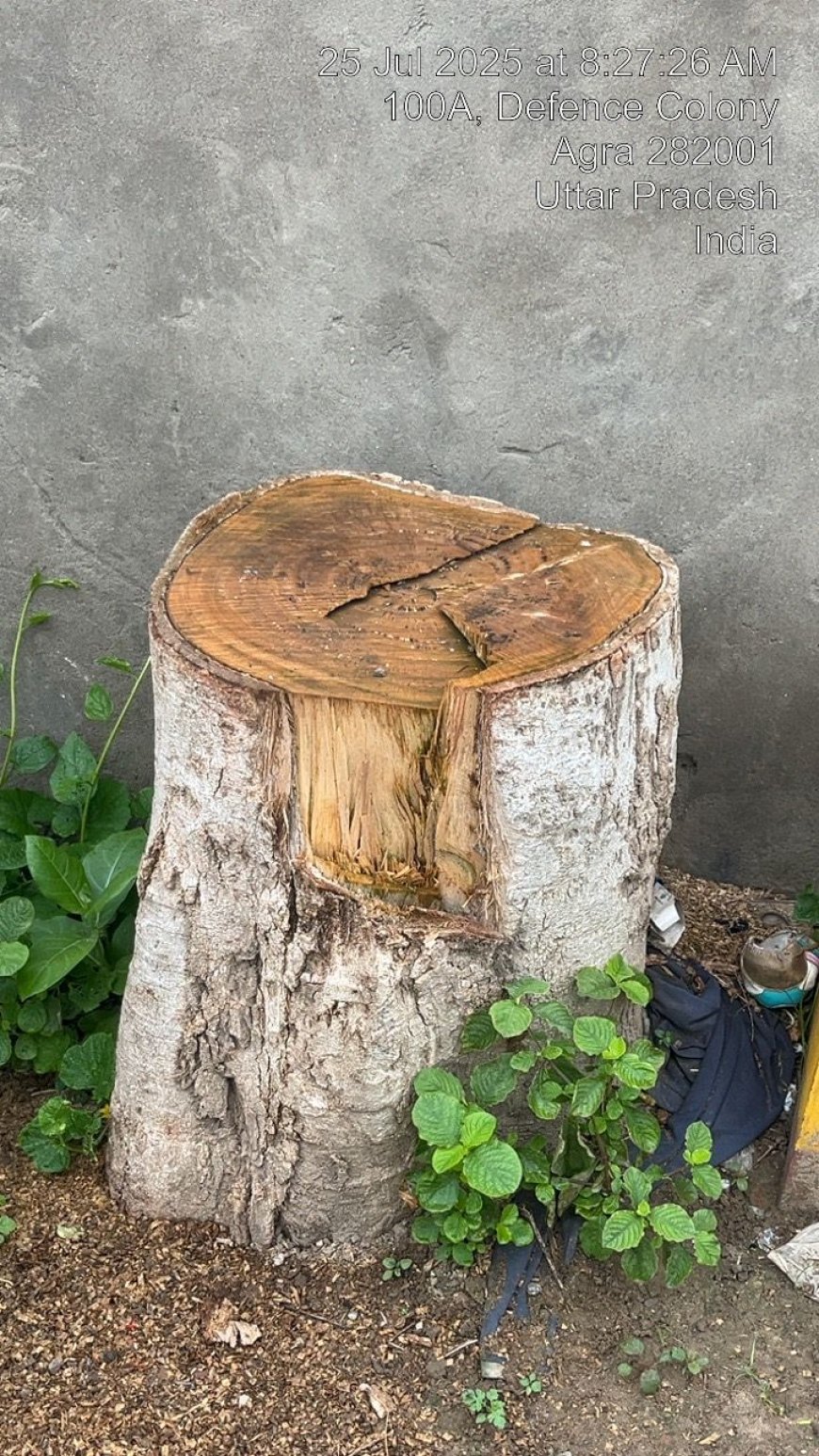 आगरा की डिफेंस कॊलोनी में नगर निगम के गमलों और वृक्षों से असामाजिक तत्वों ने की तोड़फोड़