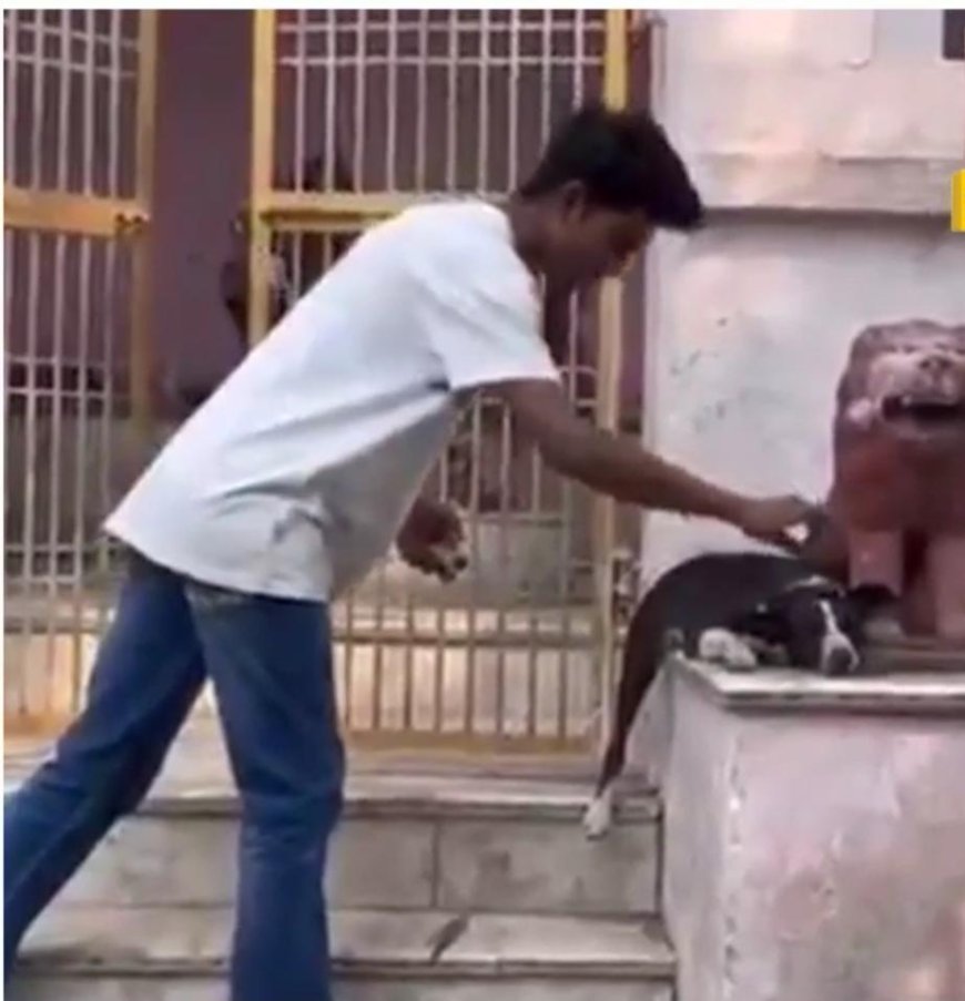 जुनून में बना हैवानः आगरा में युवक ने कुत्ते के सिर पर फोड़ा बम, सोशल मीडिया पर मचा हंगामा