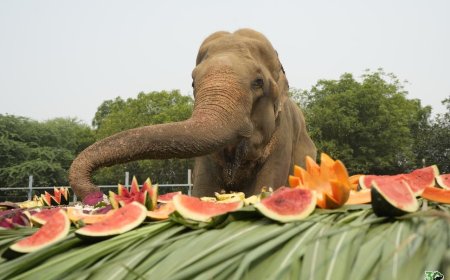 ट्रक हादसे से आज़ादी तक: घायल हाथी ‘भोला’ की 15 साल की जंग और जीत की प्रेरक कहानी