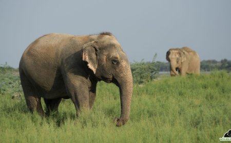 दर्द से दया तक: हाथी संरक्षण केंद्र में माया और बिजली के पुनर्वास की 15 साल की प्रेरक यात्रा