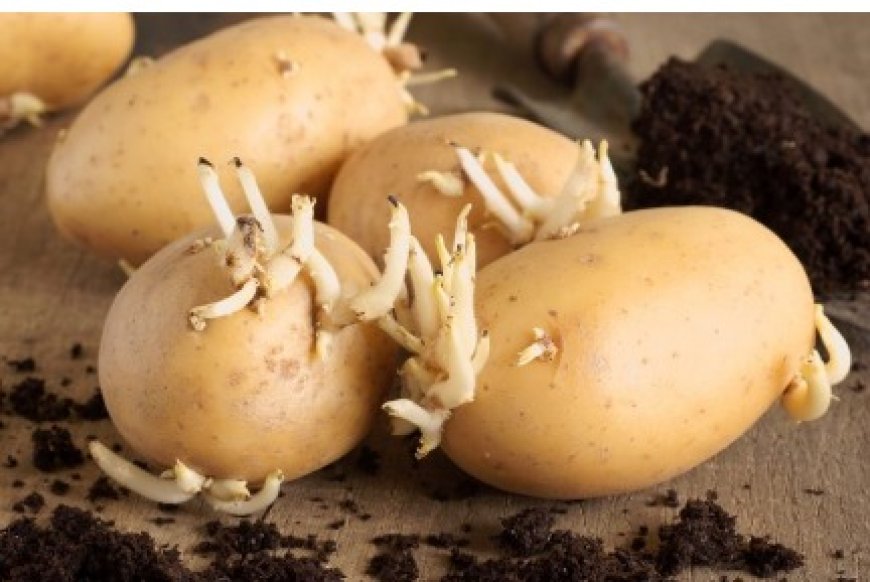 आलू बीज घोटाले में वे दो उप निदेशक भी सस्पेंड जिनके खिलाफ जांच रिपोर्ट में कोई संस्तुति नहीं थी