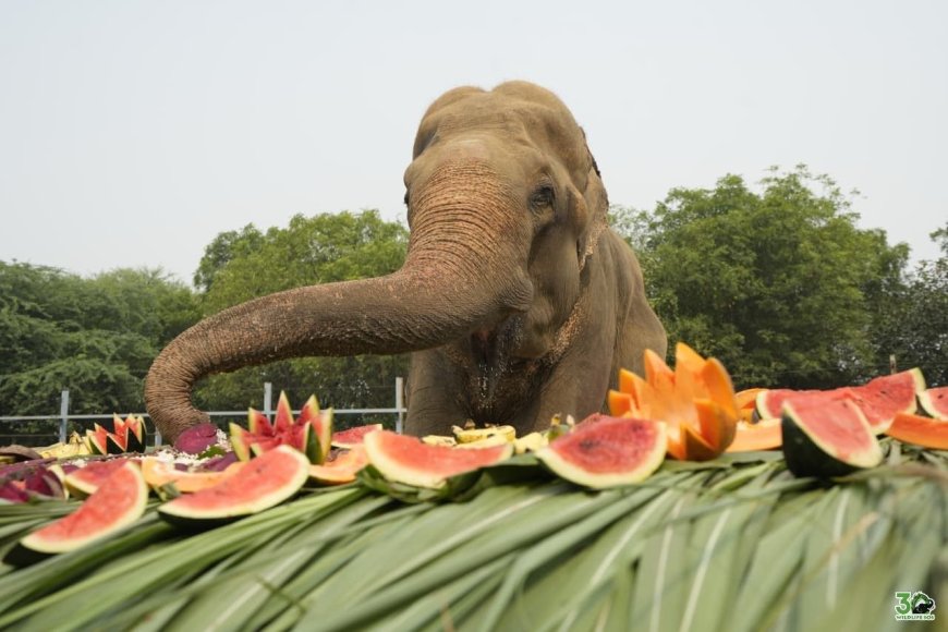 ट्रक हादसे से आज़ादी तक: घायल हाथी ‘भोला’ की 15 साल की जंग और जीत की प्रेरक कहानी